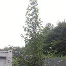 고령농장 이미지