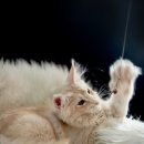 광주캐터리 | 반려묘와의 첫 만남, 목동 고양이분양 성공 후기 들려드려요