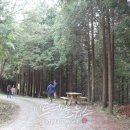편백자연휴양림 이미지
