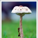 핸드폰 크기와 비교되는 거물급 버섯 /큰갓버섯 이미지