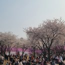 [9편] 2023년4월1일 토요일 원미산 진달래공원을 다녀와서! 이미지