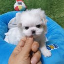 똥꼬 발랄 펫샵 이미지
