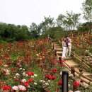 장미공원A 이미지