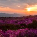 제29회 비슬산 참꽃 문화제 티스토리