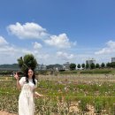 충남 공주 가볼만한곳 미르섬 주차 자전거 코끼리마늘꽃 코스모스 금강신관공원