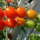 덕영농장 이미지