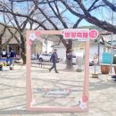 청풍면 복지회관 | 2024년 제천 청풍호 벚꽃축제 직접 다녀온 후기(제천 벚꽃 개화시기 예상)