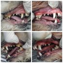 주동물병원 이미지