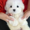 울산 강아지분양 미유펫 이미지