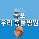 두남자동물병원 | 목포 우리 동물병원 시고르자브종 유기견 콩이 염증 치료 후기