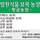 쉬나무 바이텍스 밀원식물 묘목판매 이미지