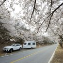 충주호 벚꽃길 & 소선암오토캠핑장 (2016.06.04.09~10) 이미지