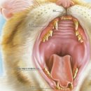 아틀라스동물의료센터 이미지