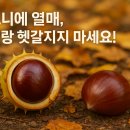 마로니에 이미지