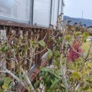 감자서리 이미지