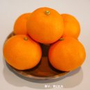 서림농장 | 제주 천혜향 설날 선물세트 5kg 10kg 설선물세트 추천