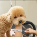 댕댕이살롱 이미지