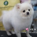 라움펫살롱 이미지