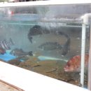 천지 애견 이미지