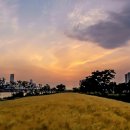 황금물결 이미지