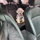 한량이네 민박 | [경주 애견동반 펜션] 한량이네 민박 후기