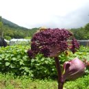 노바골프 이미지