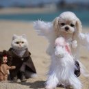 종로-연건-종로-연-505 | 동네한바퀴 서울 서촌 누하동 양모펠트 인형 공방 위치 문의 연락처 7월 12일 방송