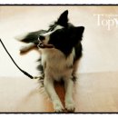 Tophandler 네이버블로그