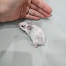 햄스터분양 베이비초롱 이미지