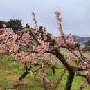 공세리농장 이미지