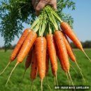 미리내 제주 이미지