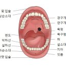 목젖옆에 구내염이 생길수도 있나요 이미지