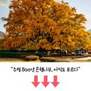 가을 향기 가득한 하루… 굴 축제와 코스모스가 어우러진 여행지 2곳 이미지