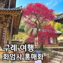 마산면사무소 | 구례 화엄사 홍매화 실시간 개화시기 3월 방문 후기 cctv 확인 방법