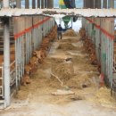 늘푸름목장 이미지