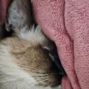 호호냥(Hohonyang) 이미지