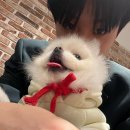 고멘 이미지