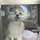 슈슈 동물병원 이미지