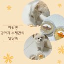 아워댕 | {아워댕} 반려견 기력 회복엔 강아지 수제간식 아워댕 보양죽