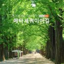 영신숲 외 가로수길 | [담양] 담양 메타세쿼이아길 전남 담양 가볼만한곳 메타세쿼이아 가로수길 한국의 아름다운 길 100선