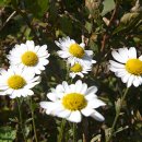 구절초로 이미지