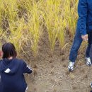 벽탄초등학교 이미지