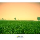 새벽목장 이미지