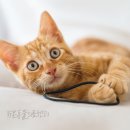 안중동물병원 이미지