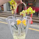 제이꽃집 - 진주시 진주역로96번길 6-8 | 여주 가남읍 태평리 꽃집 호접란 화분 어른 생신 선물 추천, 제이꽃집