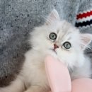 수원고양이분양 고사남 본점 이미지