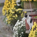 꿈꾸는고양이 이미지