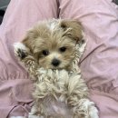 소중하개 이미지