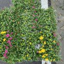 양촌마을 경로당 이미지