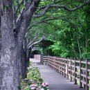 낙동제방 이미지